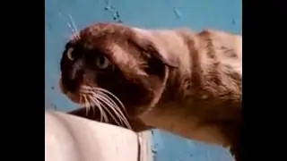 Шокированный кот