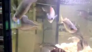 This fish is horizontally challenged