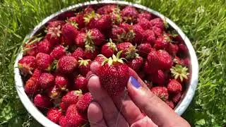 female hand holding red sweet joucy strawberry Against the basin full with berries