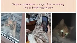 Мама разговаривает с внучкой. Кошка как всегда.