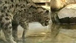 Кошка ловит рыбу -- Cat and fish