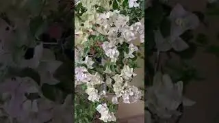 Бугенвиллия в зимнем саду
