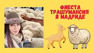 Нашествие овец и коз  в Мадриде! Фиеста Трашумансия 2023