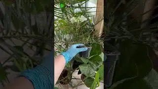 Черенки белой бугенвиллии в наличии #растения #plants #бугенвиллия