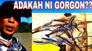 Dugaan Seorang Pemancing Udang Galah Di musim panas..Gorgon mana gorgon,#shrimp ,#prawns ,#angler,