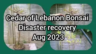 Cedar Of Lebanon Bonsai Disaster Recovery! Aug 2023