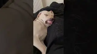 When I had some kind of abomination | funny animals | #petvideos  #funnyanimalvideos