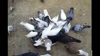 My Pigeons Part 3