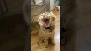 МЕЙНКУН который рад 😂