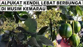 Menakjubkan! Pohon Buah ALPUKAT Mentega KENDIL Lebat Berbunga Di Musim Kemarau - Grow Avocado Tree