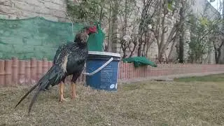 Kaisa Murgha hay ???