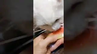 💕 Шампусик попробуй💕