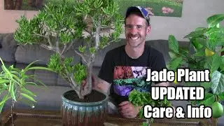 Jade Plant Updated Care & Info