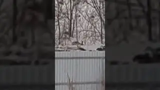 Заяц за забором