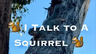 I Talk To A Squirrel 