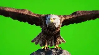 🦅 VFX Green Screen Eagle – 2 Variations – GREEN SCREEN 2K