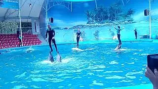 Алушта дельфинарий Немо!2019