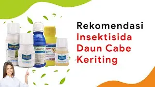 10 Obat Keriting Daun Cabe, Dari Murah Sampai Mahal