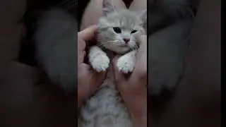 Кот чихает))))