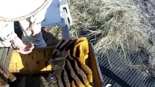 A dog, a goat, and crosscombing.