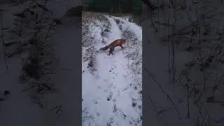 Как приручить лисицу.?