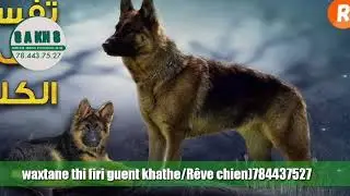 firi guent khath (Rêve chien)784437527