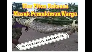 Di Amarasi Ular Piton Raksasa Masuk Ke Pemukiman Warga