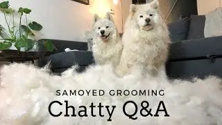 Chatty Samoyed Q&A While Grooming!