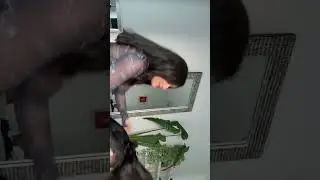 Дина Саева и Малика Басаева/ТГ: Dina And Malika 