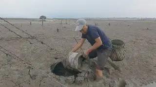 泰叔去滩涂地收竹筒，看看诱饵能引来啥货，这只螃蟹可真肥大啊