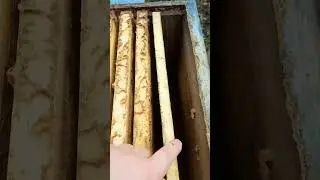 Карника зимует