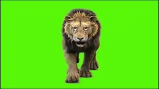 FREE REALISTIC CARTOON  ANIMALS ANIMATION GREEN SCREEN VIDEO CAMERA ANGLE FROM TOP