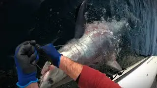 My PB shark