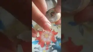 Masha Allah How Chick Come Out From The Egg