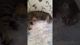 #кисонька #кошки #cat #кошка #отдыхает #тесса