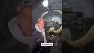 Удивительные факты о возрасте и времени гибели мамонта