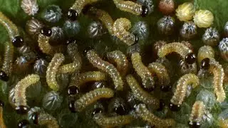 The Mystery of the Male-Killing Microbe