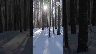 Лыжня в лесу . 2024.