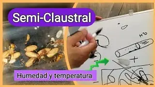 🚩Cómo criar ODONTOMACHUS. Lo que NECESITAS sobre ODONTO/ GUIA COMPLETA Sobre el manejo de la humedad