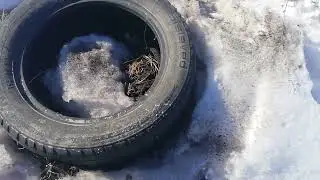 Подготовка к выставке пчёл из зимовника.
