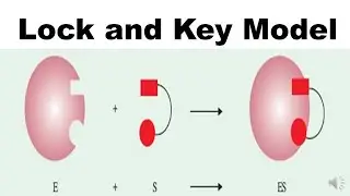Lock and Key Model