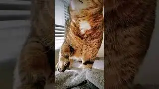 СМЕШНЫЕ КОШКИ / ПРИКОЛЫ С КОШКАМИ