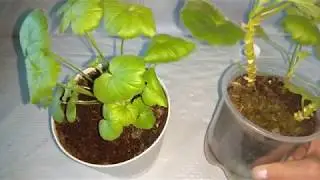 Почему скручиваются листья у пеларгоний. Герань