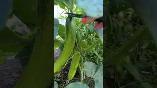 ДЛИННЫЕ КОРЕЙСКИЕ ОГУРЧИКИ. УРОЖАЙ.