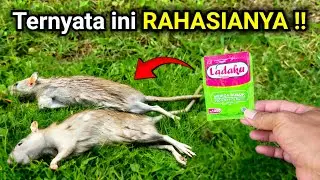 Ternyata cukup pakai ini ‼️Rumah BEBAS TIKUS selamanya