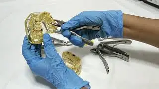 ADDLER PEDO FORCEP