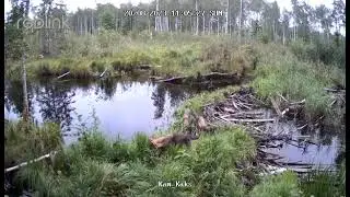 Hundid tammi ületamas