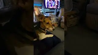Ladybird is waiting for her dinner while making faces at Chase, her mate. #rvlife #rvlifewithpets
