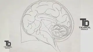How to draw diagram of human brain | draw human brain | class 10 | chapter 7 | technical daddyji