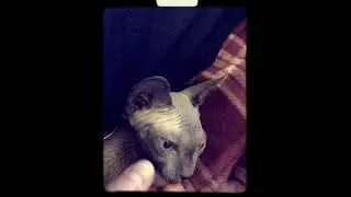 Маленький Сфинкс пытается согреться суровой русской зимой :-)